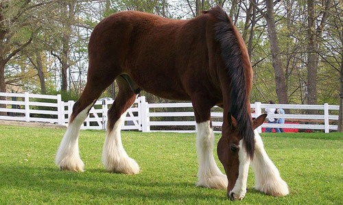 draft horse saddles