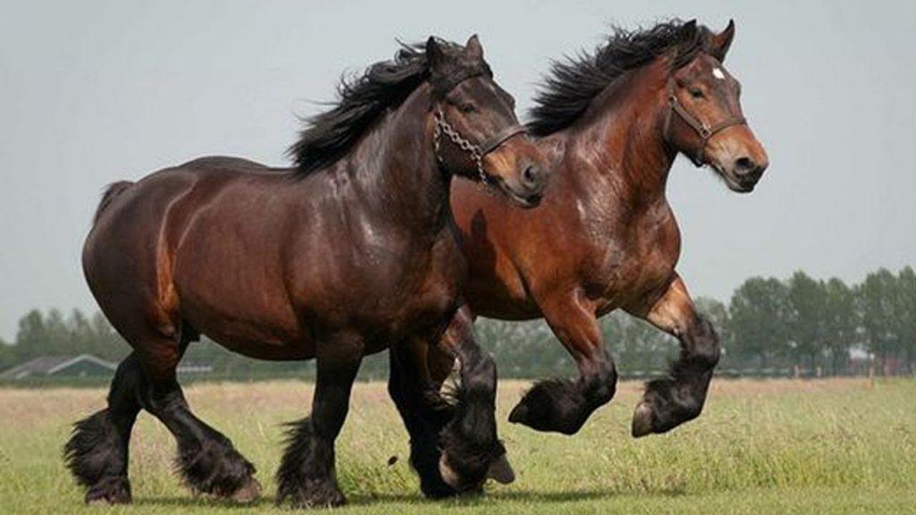draft horse saddles