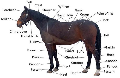 draft horse saddles