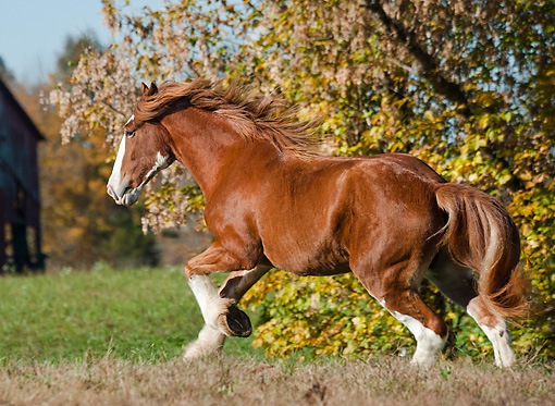 draft horse saddles