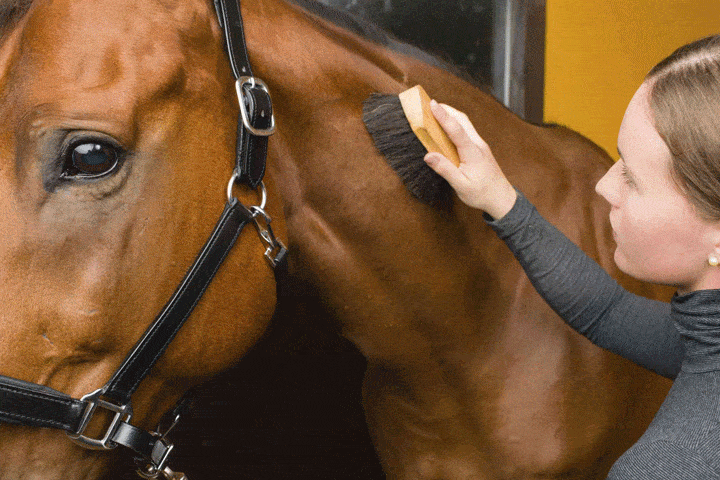 Brushing Horse Closeup