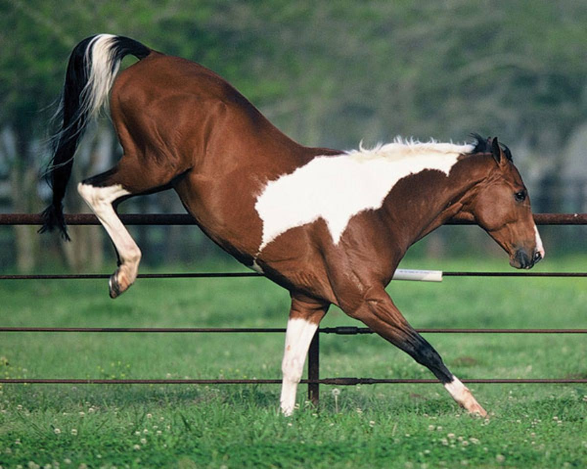 Bucking Horse