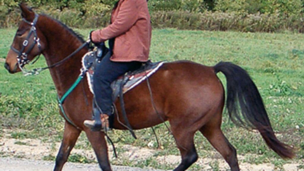 Horse gait Horse Saddle Comparison