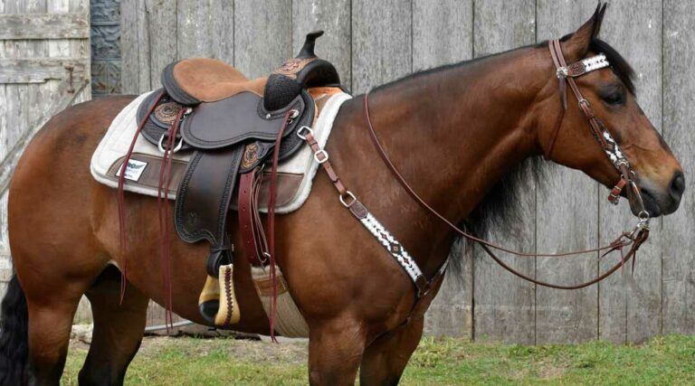 What Is A Word For A Saddle