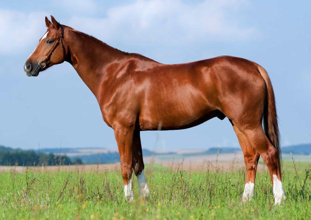 How To Measure A Horse For A Saddle Use These 4 Tips