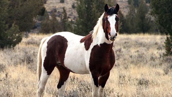 Western Riding Horse Breeds