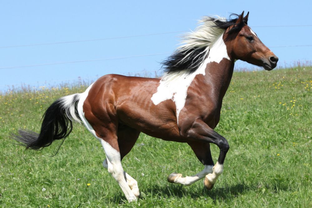 Western Riding Horse Breeds