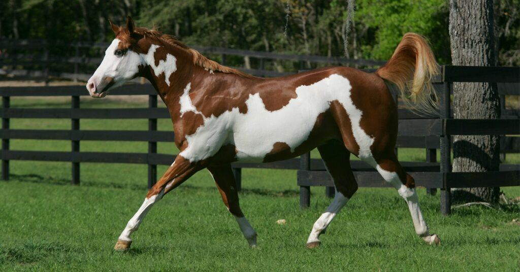 best barrel racing horse breeds