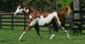 barrel racing horse breeds