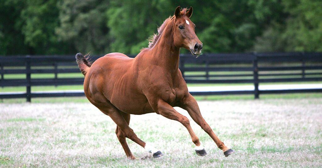 best barrel racing horse breeds