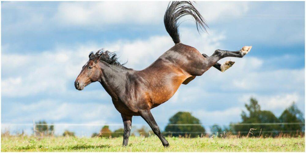 horsekickingfrombehind Horse Saddle Comparison