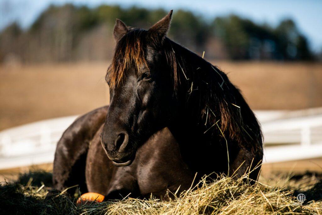 how to calm horses