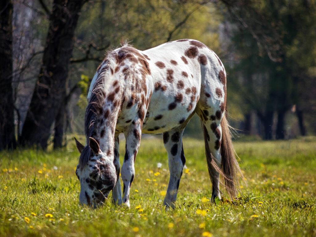 how to calm horses