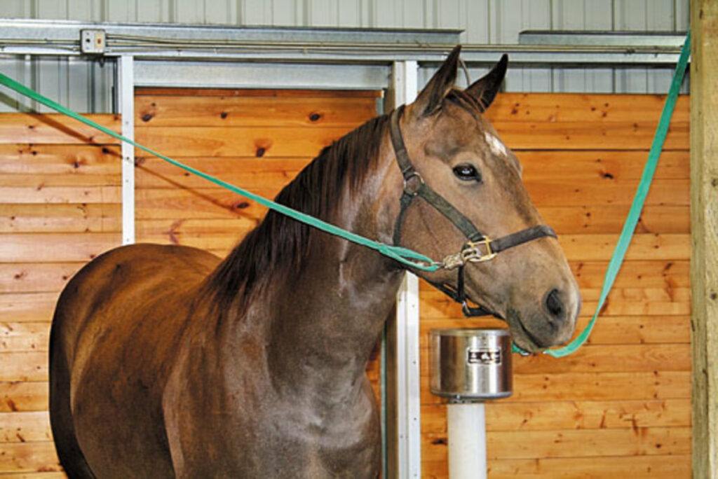 horse barn safety rules
