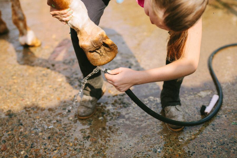 Horse Hoof Abscess Treatment How to Treat and Clean Hooves