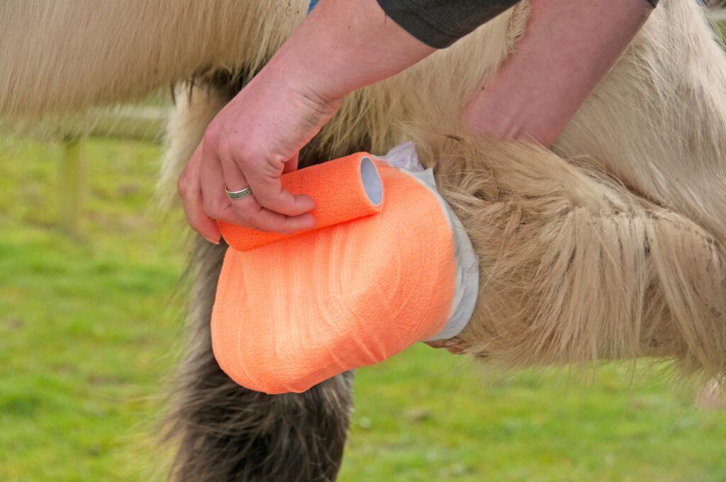 horse hoof abscess treatment
