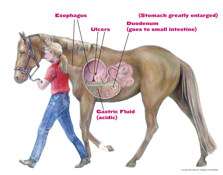 Best Food For Horses with Ulcers 