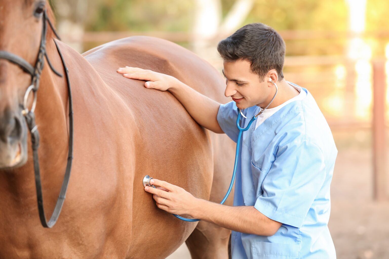 What is the Best Food For Horses with Ulcers?