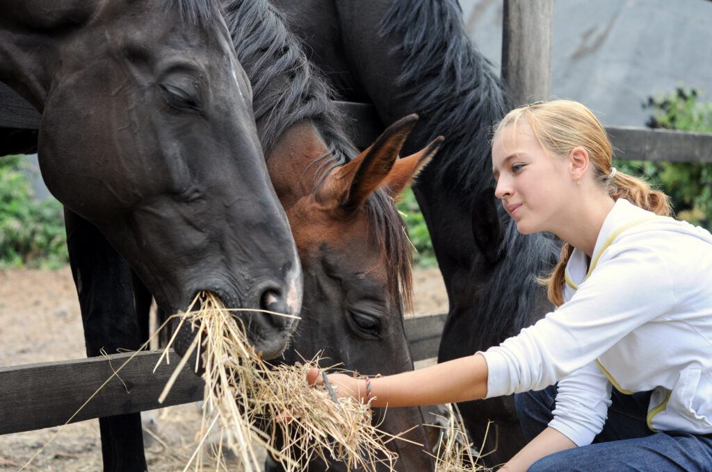 Best Food For Horses with Ulcers 