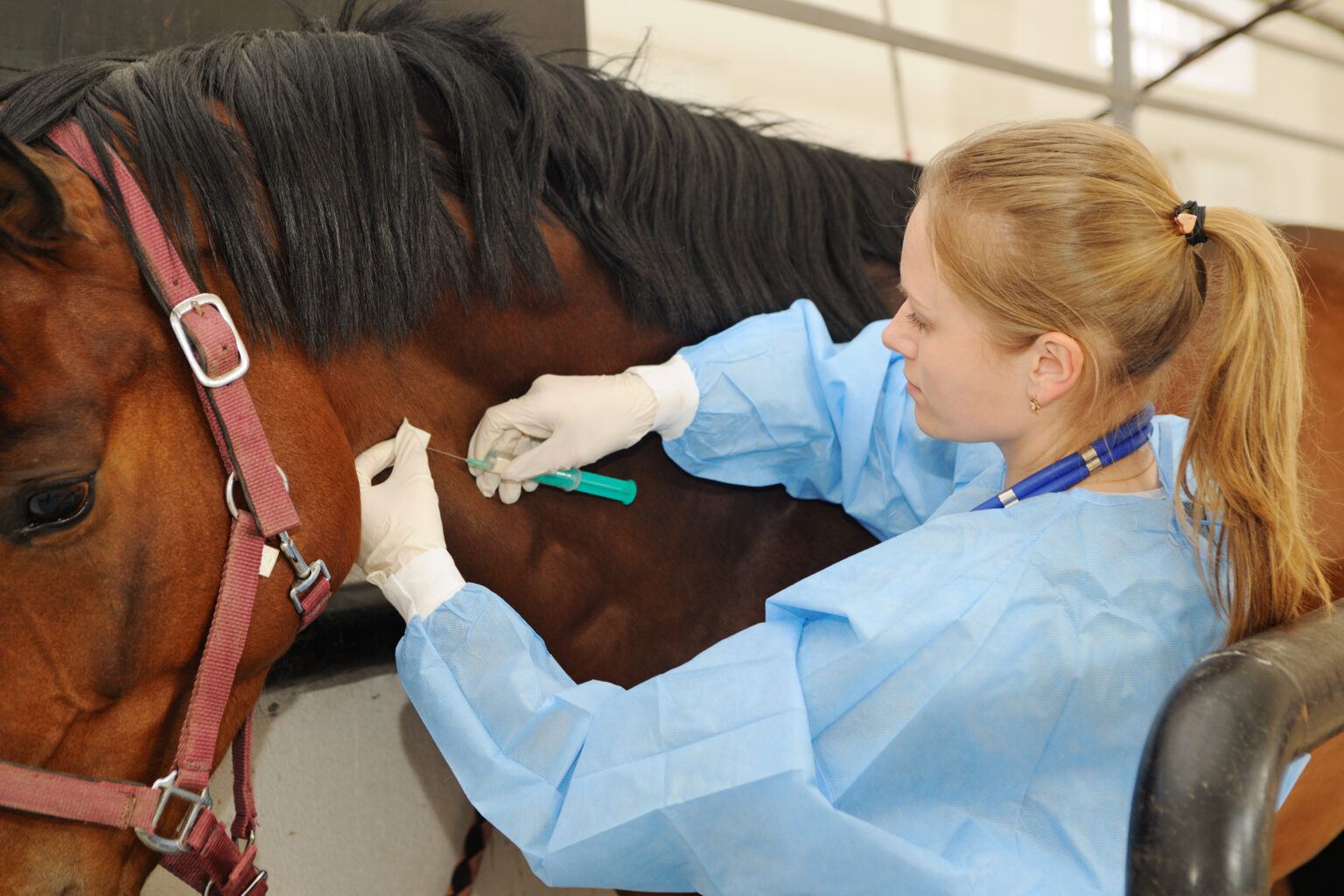 Stop Horses From Chewing Wood In Minutes with These Top Tips