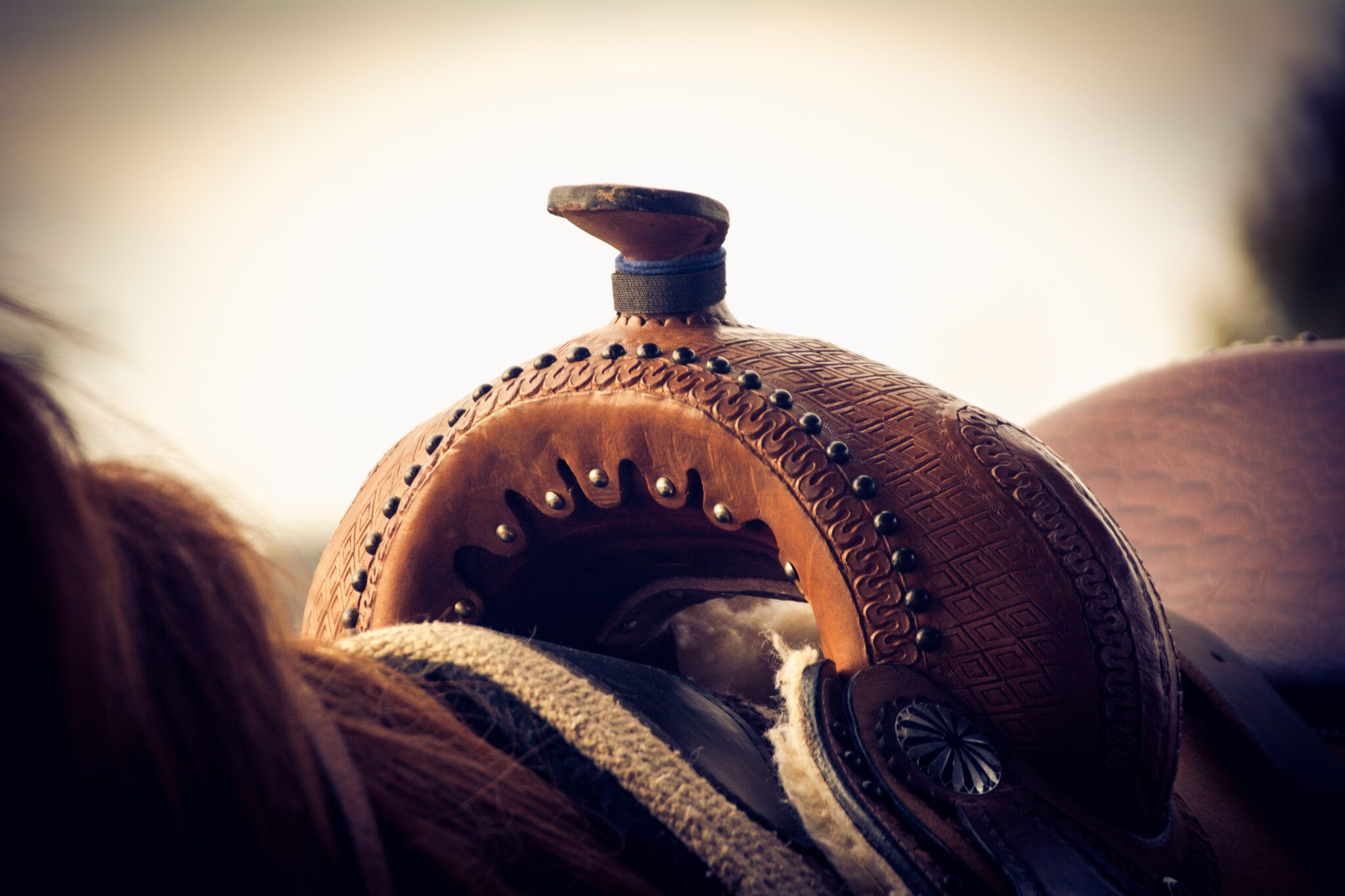 How to Diagnose and Treat Horse Back Pain Symptoms Follow These 3 Top