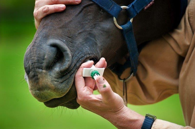 horses health