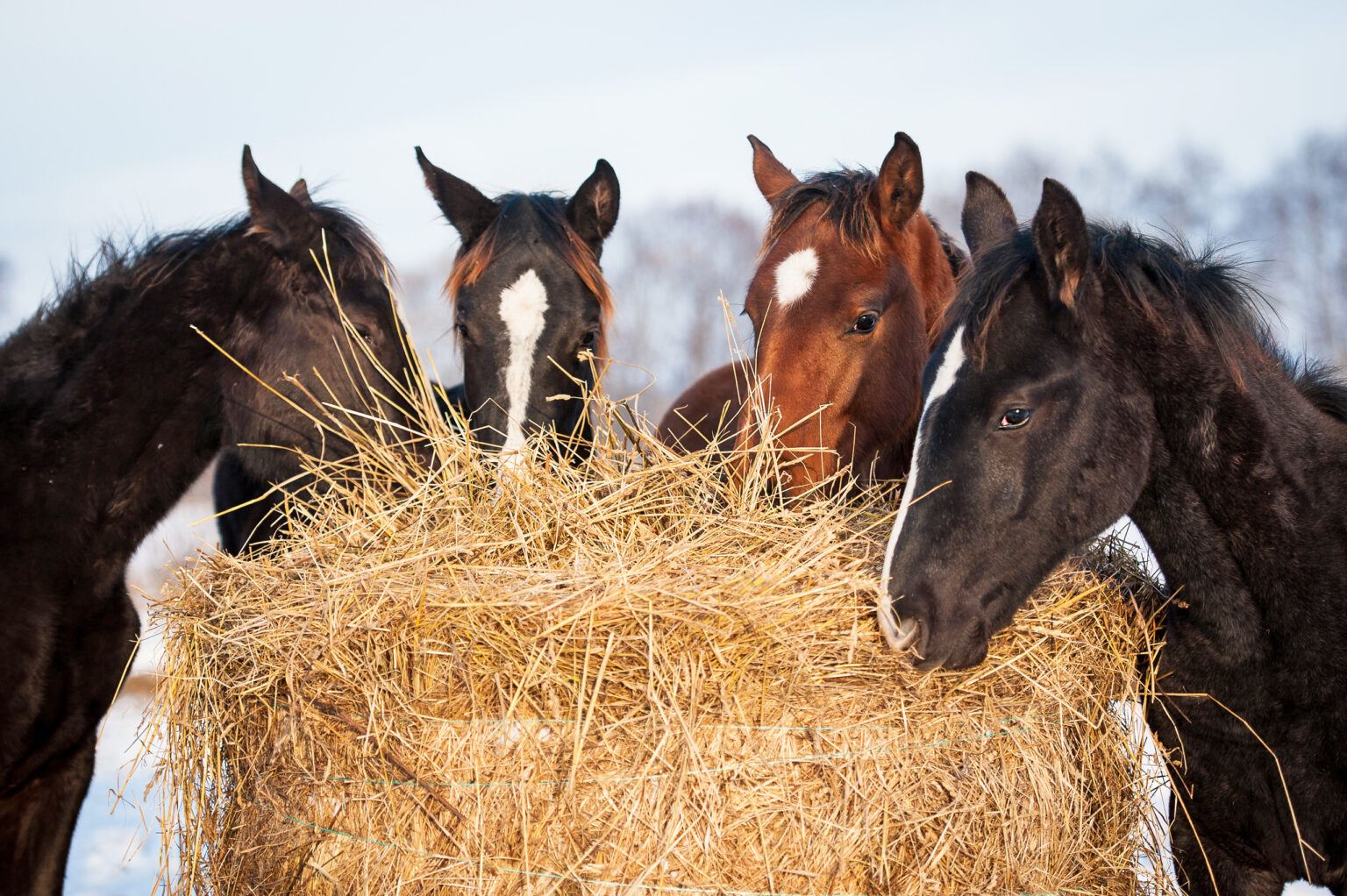 Stop Horses From Chewing Wood In Minutes with These Top Tips